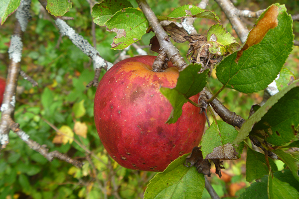 Wild apple deals