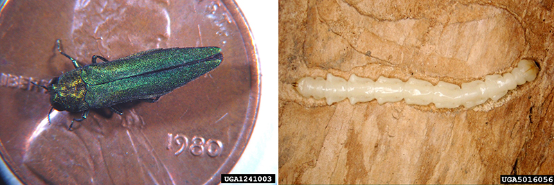 eab bug larvae