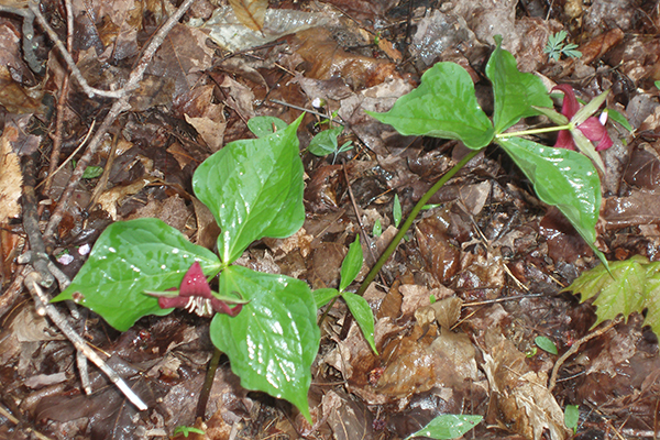 trillium