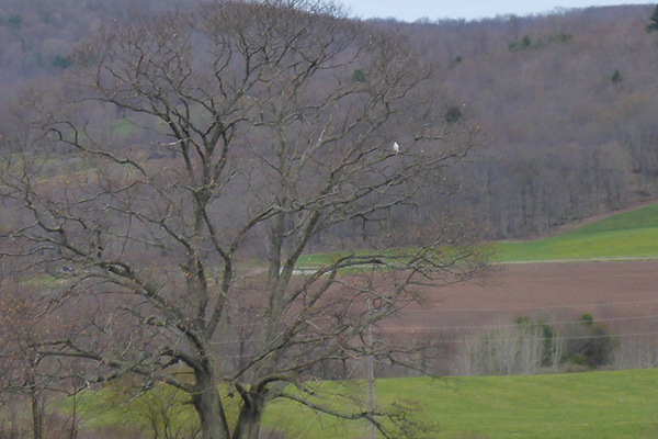 albino hawk