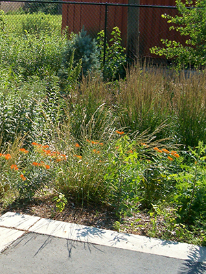 install a rain garden