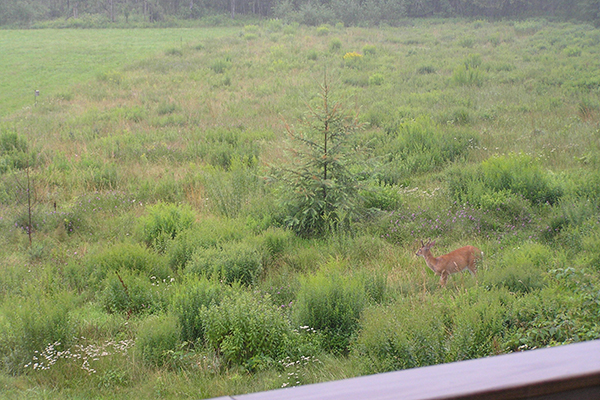 A short, spindly, barren larch next to a healthy larch in an old field. A young buck in velvet is looking in the direction of the two larch trees.