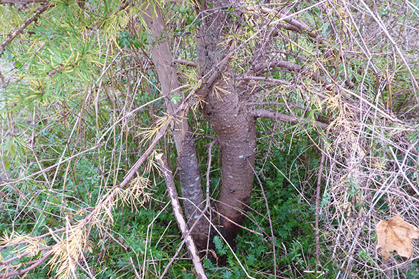 Larch tree trunk damage showing the original (dead) trunk on the left and the replacement (living) trunk on the right.