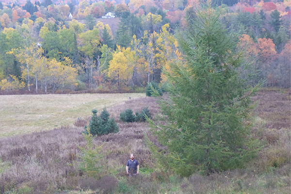 The author stands in between the two larch trees for a fall photo 12 years after they were planted. The old field is growing up. A few Christmas trees can be seen in the background as well as a mix of evergreens and northern hardwoods fall foliage.