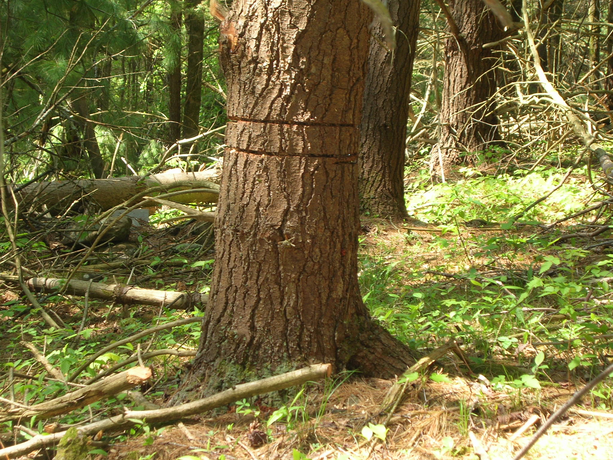 MyWoodlot resources about creating snags with girdling.