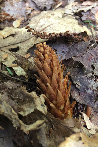 A new Cancer-Root stalk popping up.