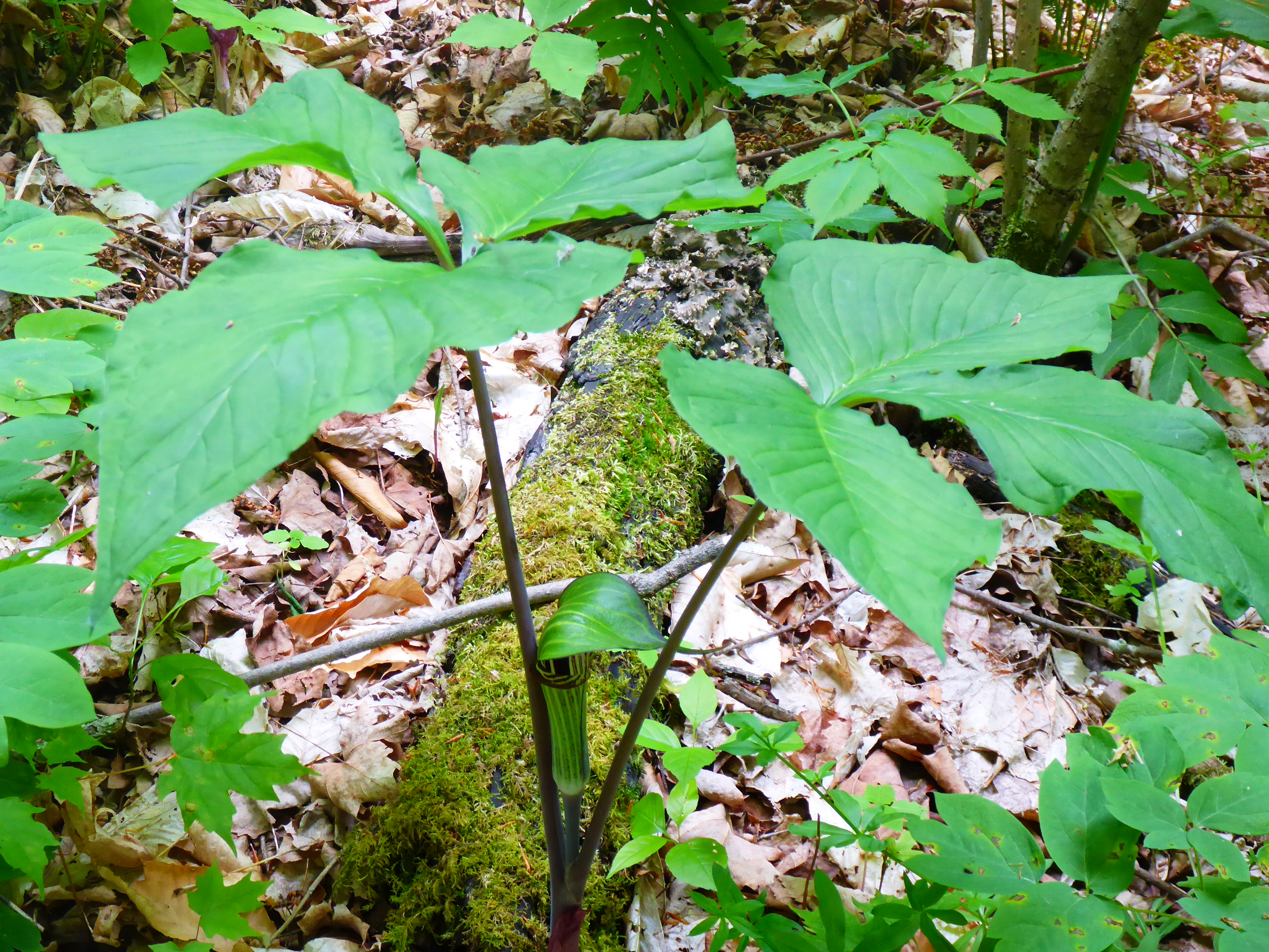 Jack-in-the-Pulpit growing next to a mossy log and surrounded by understory vegetation.