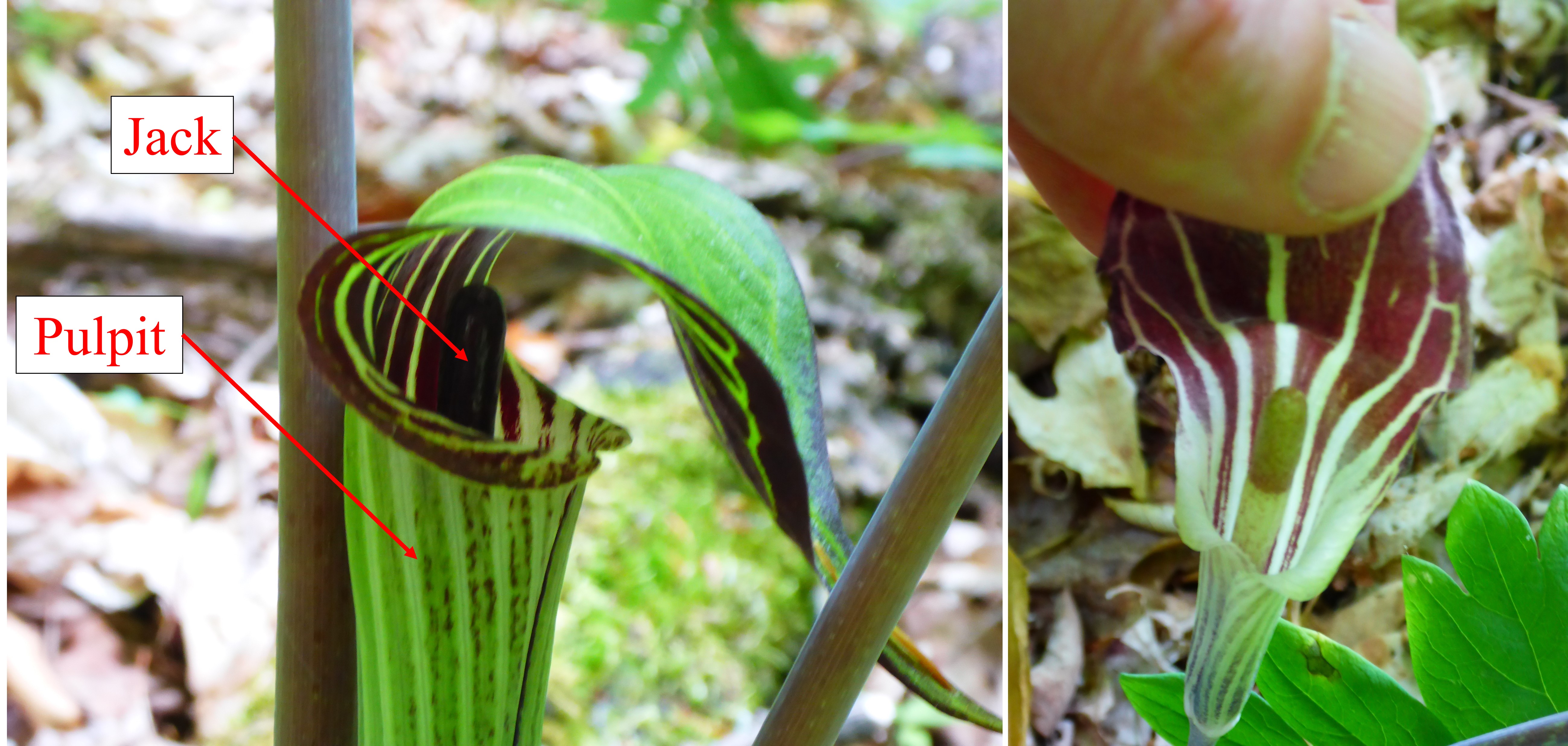 Jack-in-the-Pulpit anatomy.