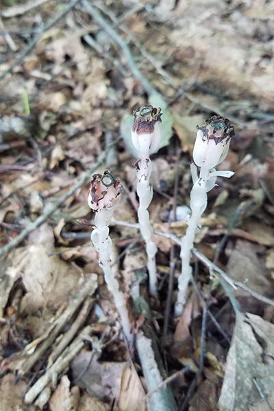 A clump of brown, barren, and bleak ghost flowers.