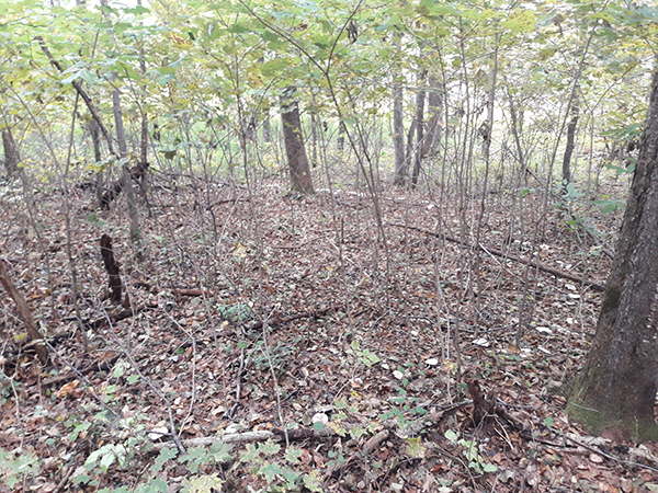 Another look at the large ring of mushrooms on the forest floor. 