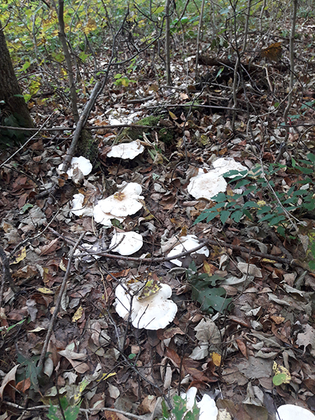 A closer look at the mushrooms, which look like white flower petals against the brown and green of the forest floor.