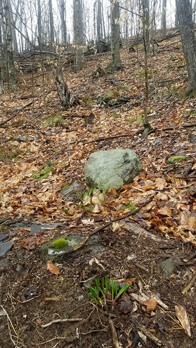 Leeks coming through leaf litter in late March. Leaf litter has been removed from around the leaks and the larger planting area can be seen in the background.