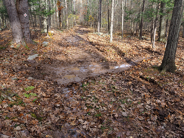 My Woodlot - Portable Skidder Bridge Installation At Siuslaw Model Forest