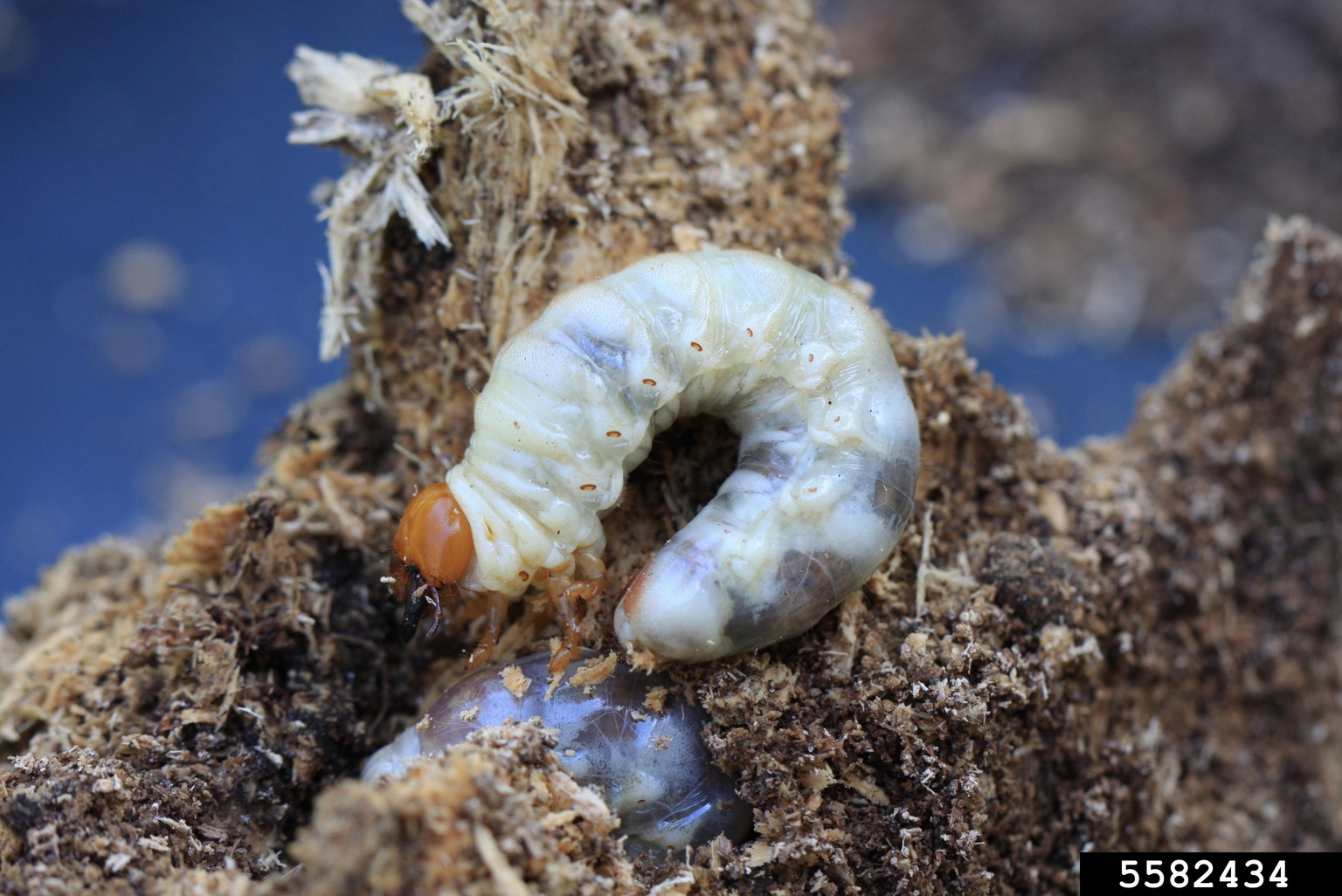 Beetle larva in soil