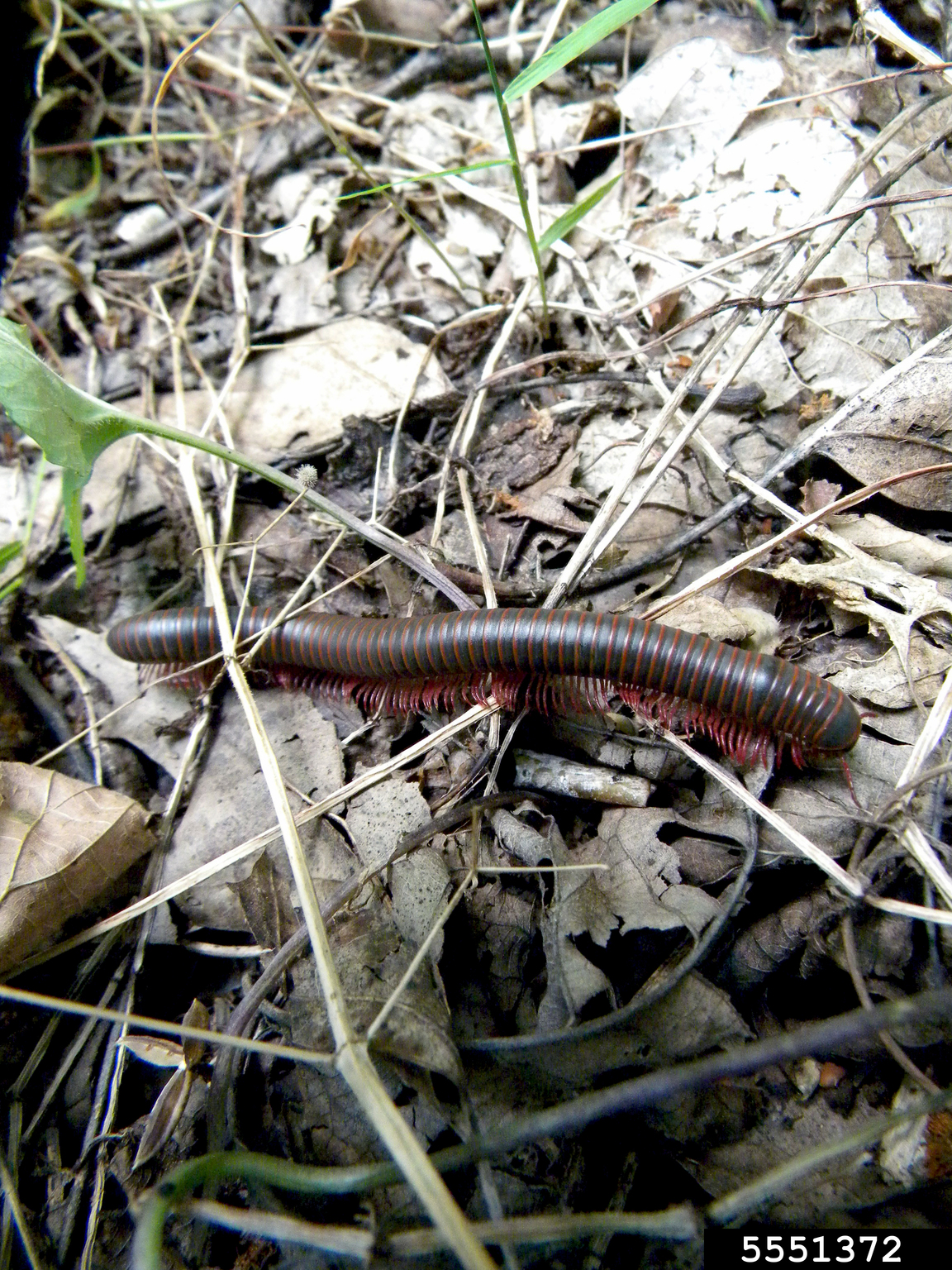 Millipede