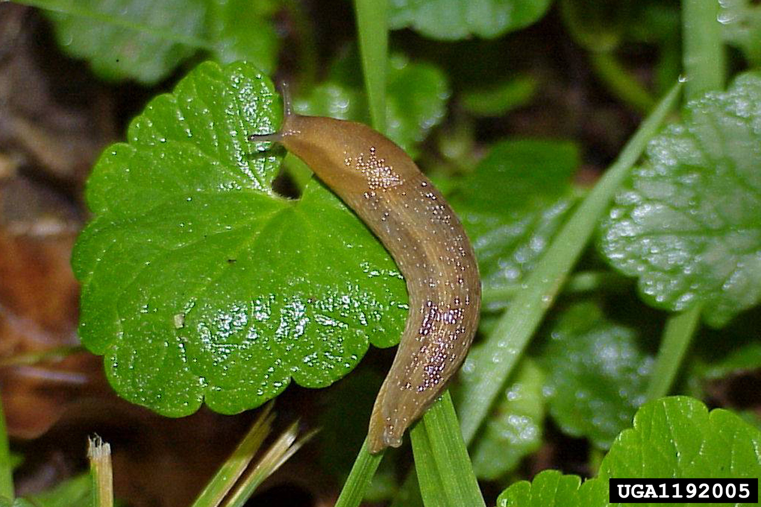 Slug