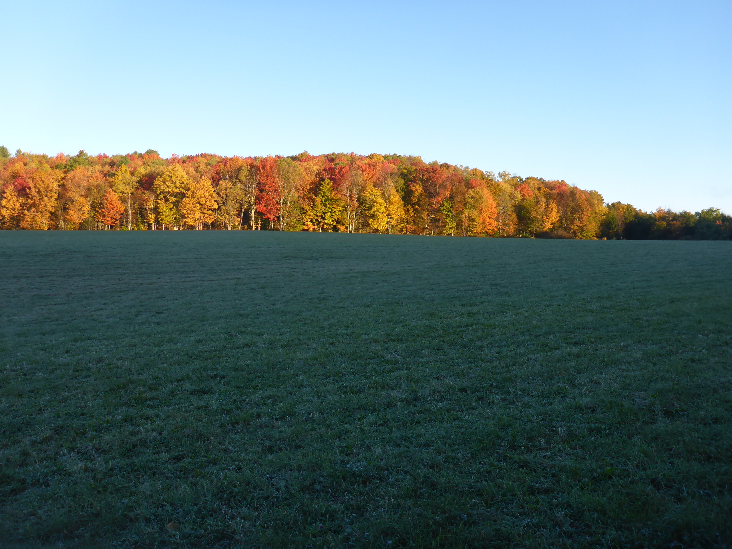 1 Frost on grass fall foliage crisp morning