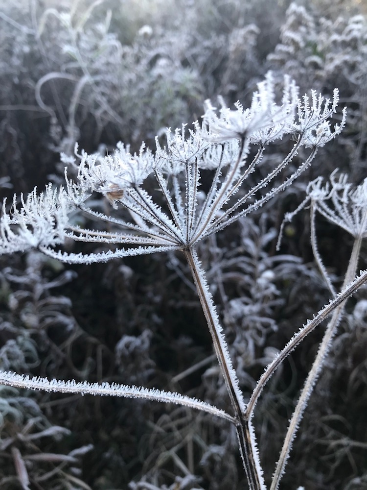 2 Close up frost outlining vegetation