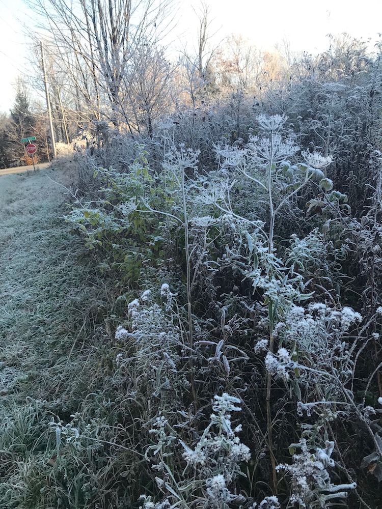 2 Close up frost outlining vegetation