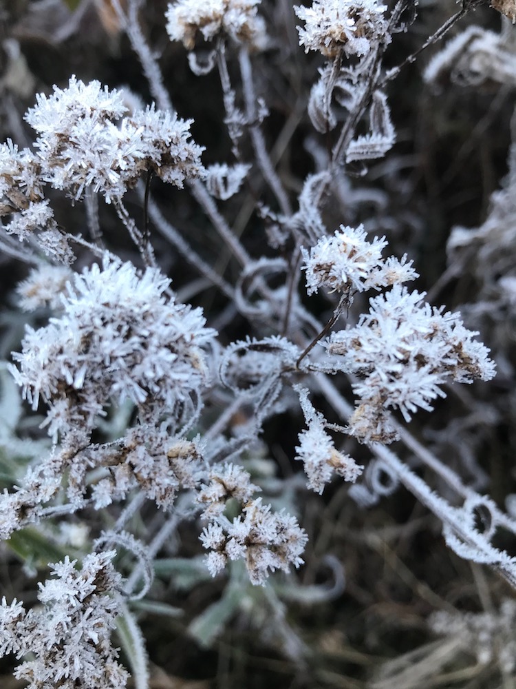 2 Close up frost outlining vegetation