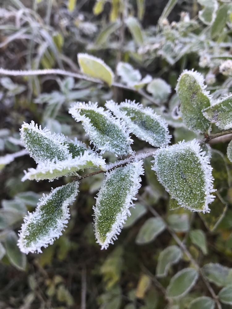 2 Close up frost outlining vegetation