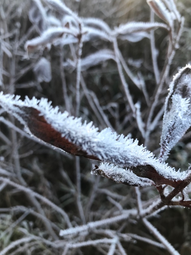 2 Close up frost outlining vegetation