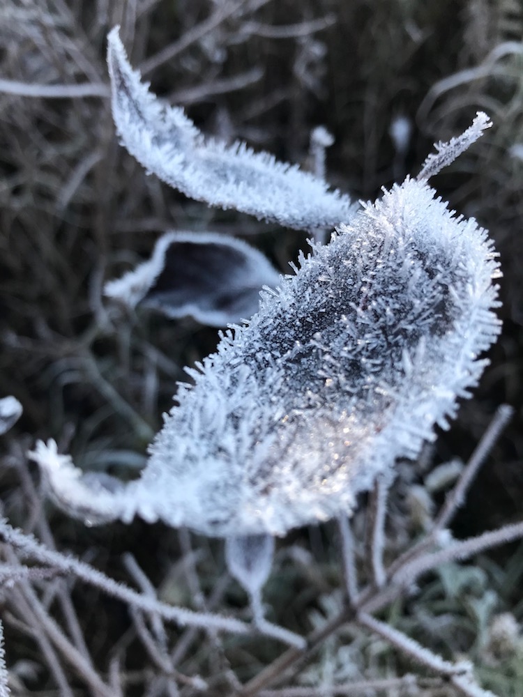 2 Close up frost outlining vegetation