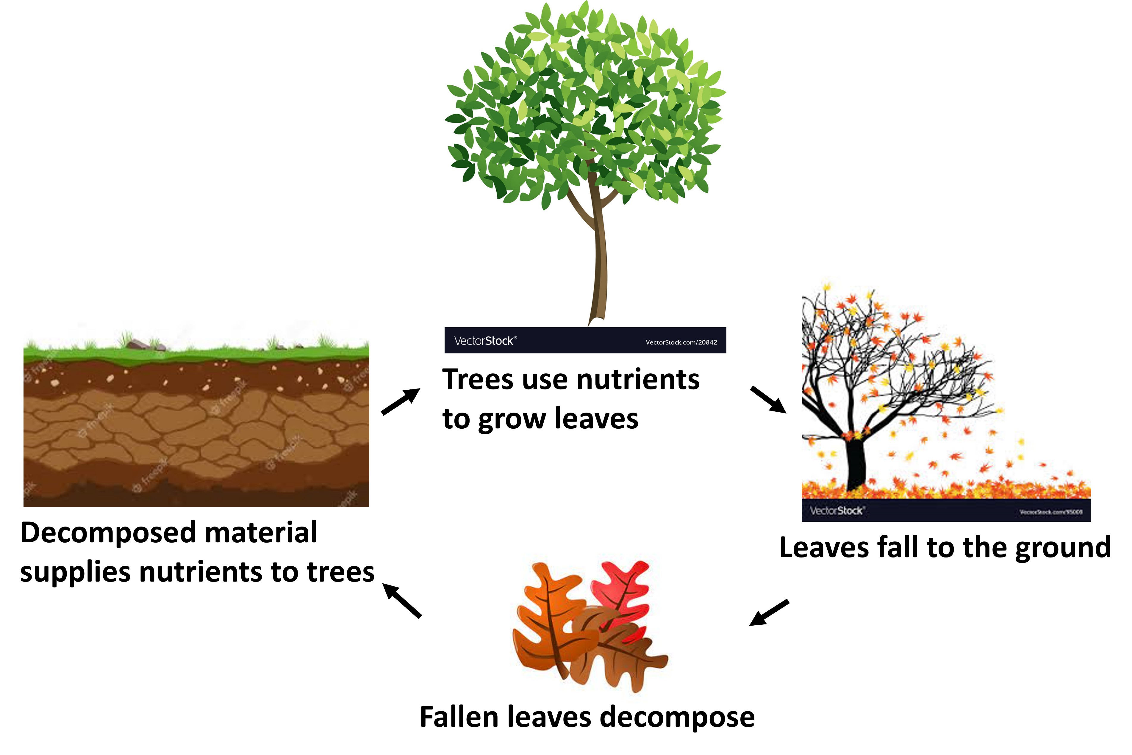 1 Deciduous forest nutrient cycle conceptual diagram