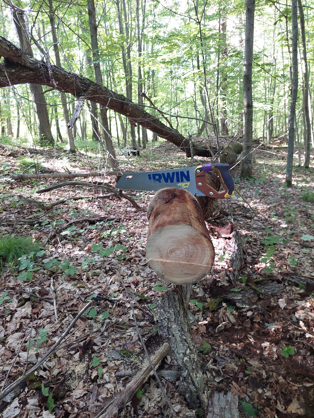 3 Hand sawing firewood from windthrown cherry tree