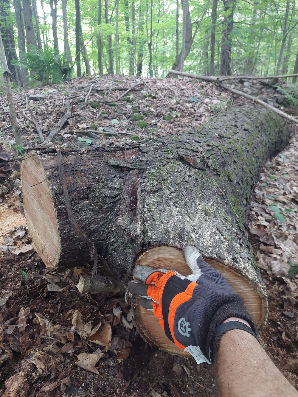 6 Windthrown cherry tree limbs removed