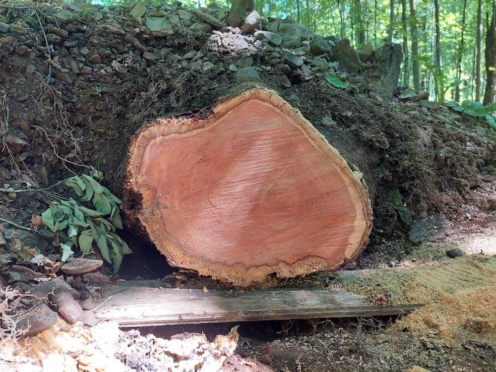 8 Final cut on windthrown cherry tree