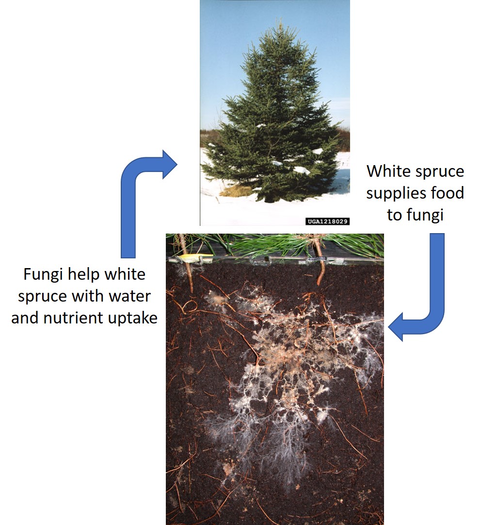 Symbiotic relationship between trees and mycorrhizal fungi