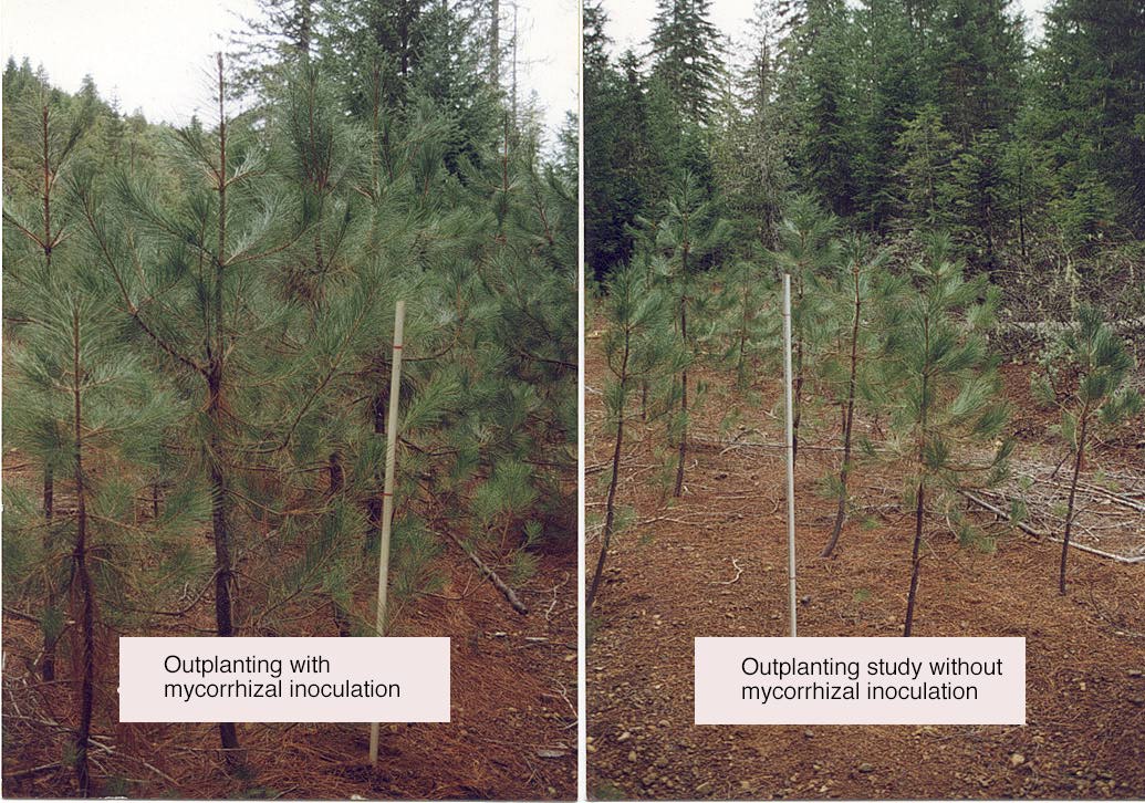 3 better growth with MF from Mycorrhizal Applications Mycorrhizae.com pineoutplantstudy