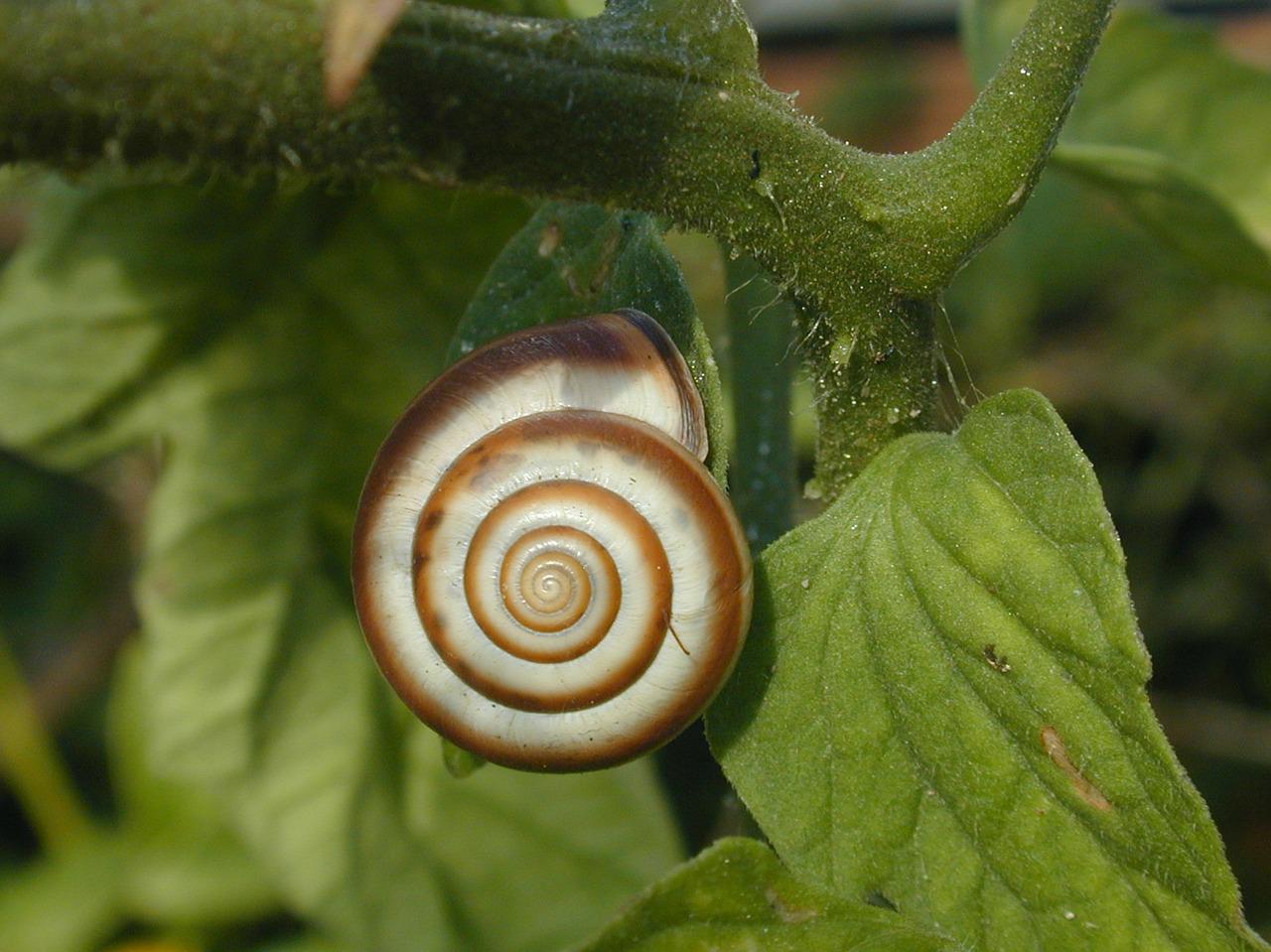 3 Snail shell in the shape of the Golden Spiral 