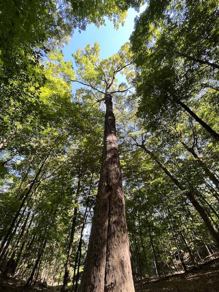 1twisting maple bends around hemlock