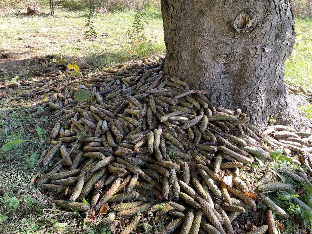 1 red squirrel spruce cone cache