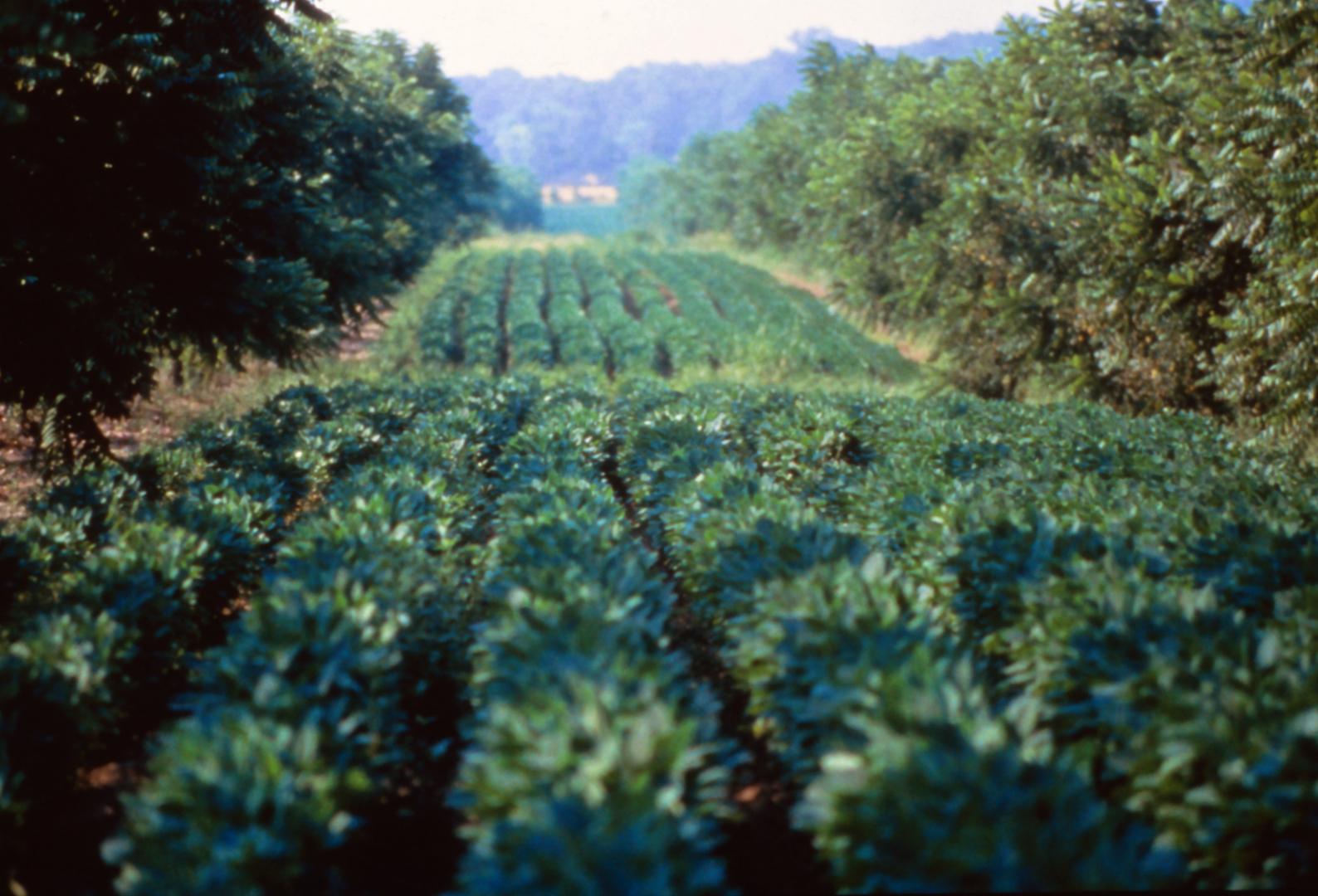 Rows of allley cropping soybeans and Walnut trees in Missouri USA