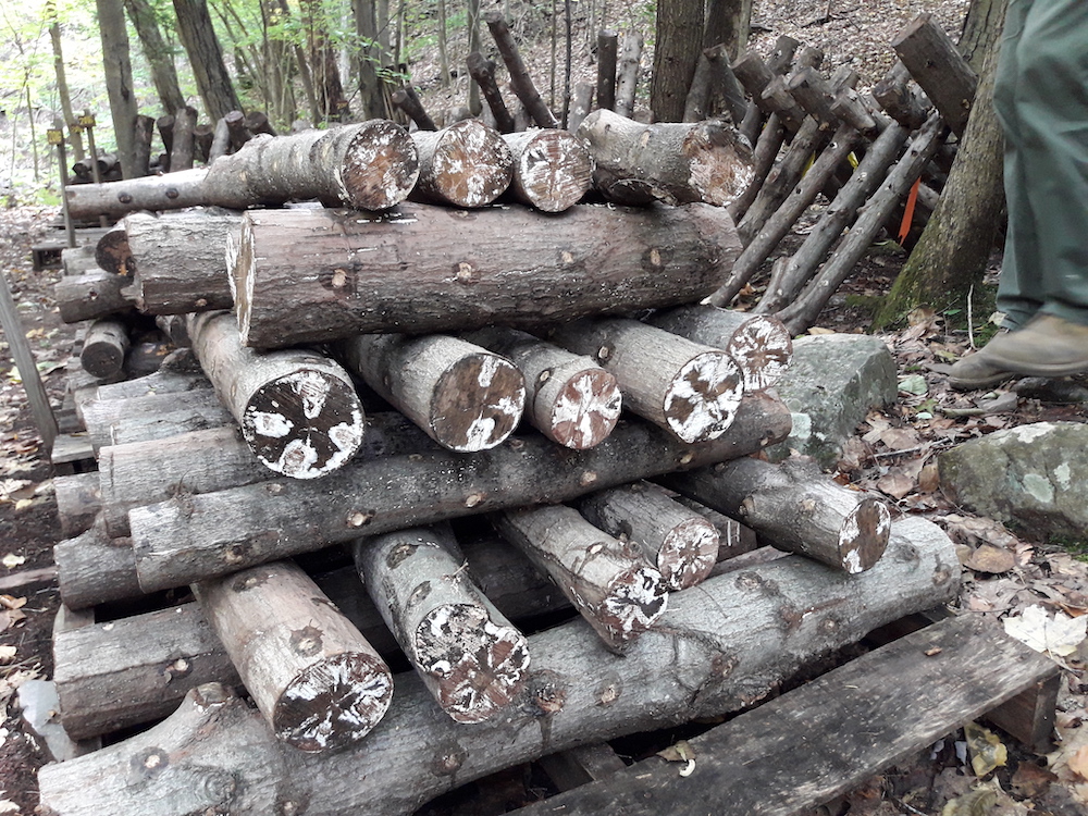 Shiitake innoculated and stacked log bolts in Siuslaw Model Forest.