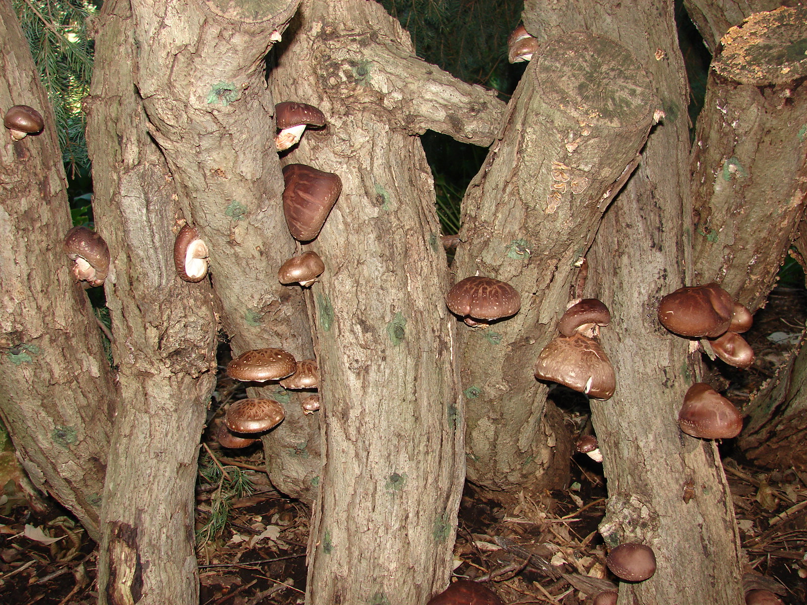 Shiitake mushrooms growing on logs.