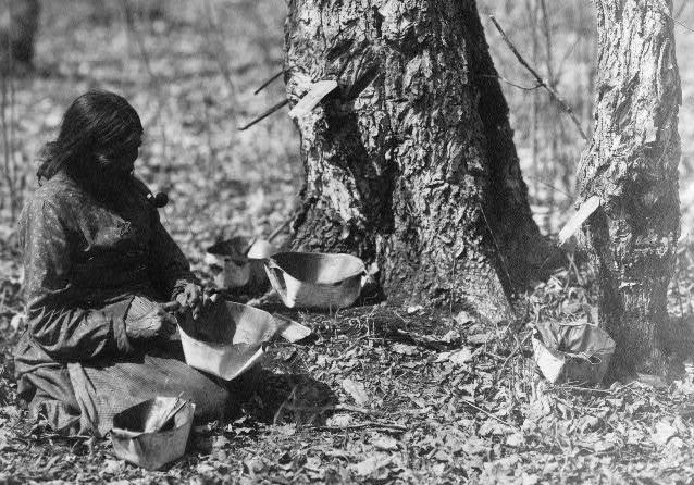 Old black and white image of Ojibwe woman tapping sugar maple trees for sap to make maple syrup. 