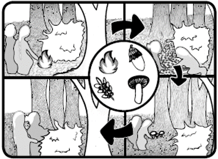 Diagram of traditional forest famring system in Northern California showing how they used fire and pruning to produce acorns, huckleberries, mushrooms and more. 