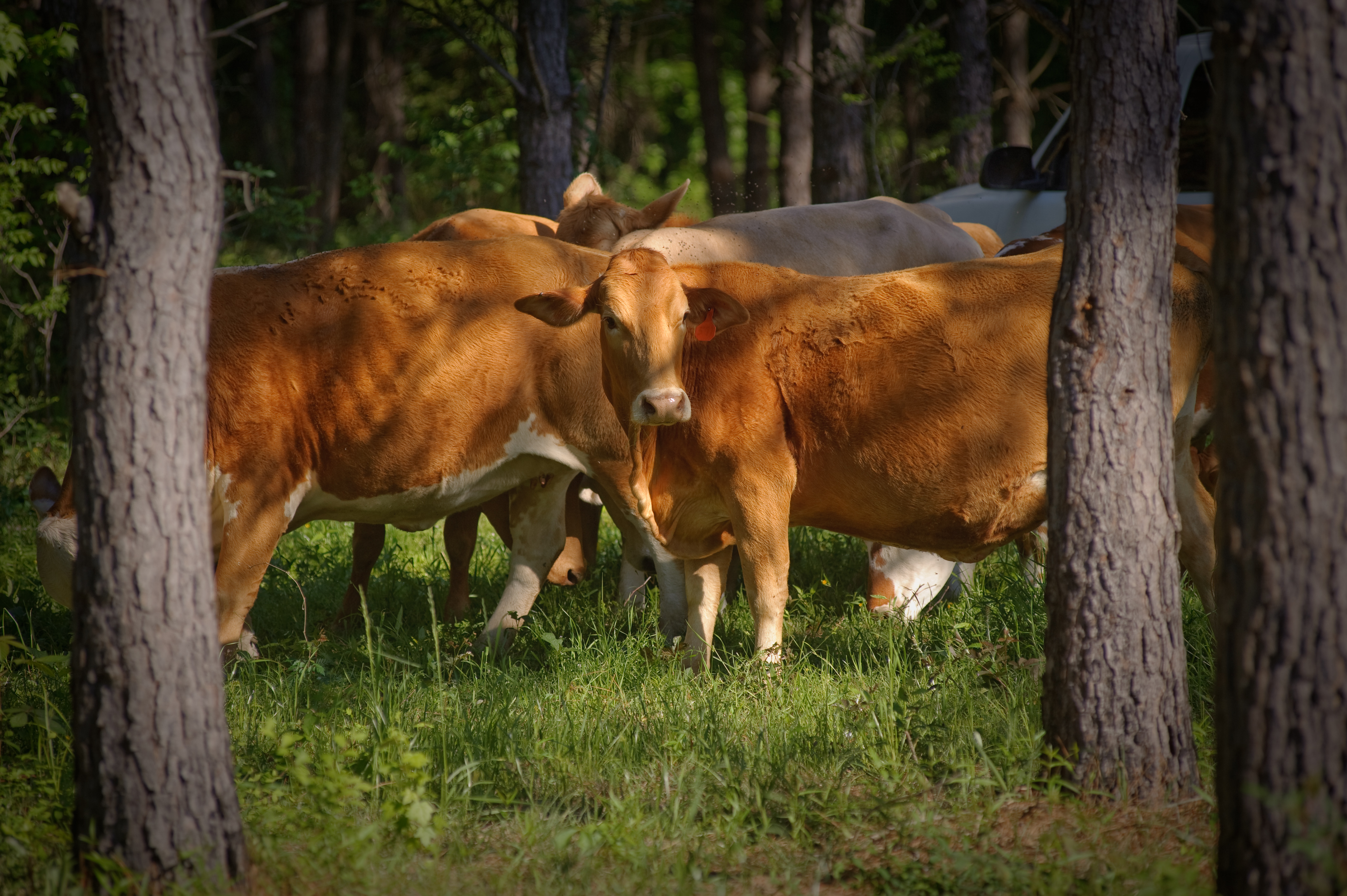 Cattle graizing in a forested silvopasture. 