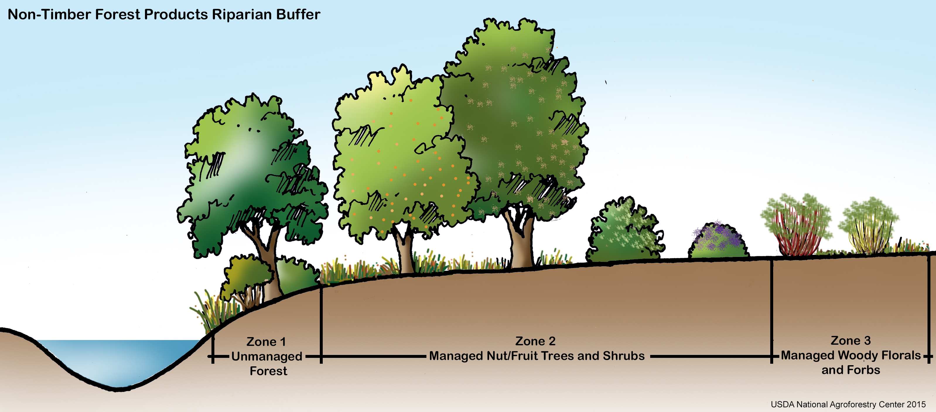 Diagram showing a forested riparian buffer populated with fruit and nut trees and shrubs.