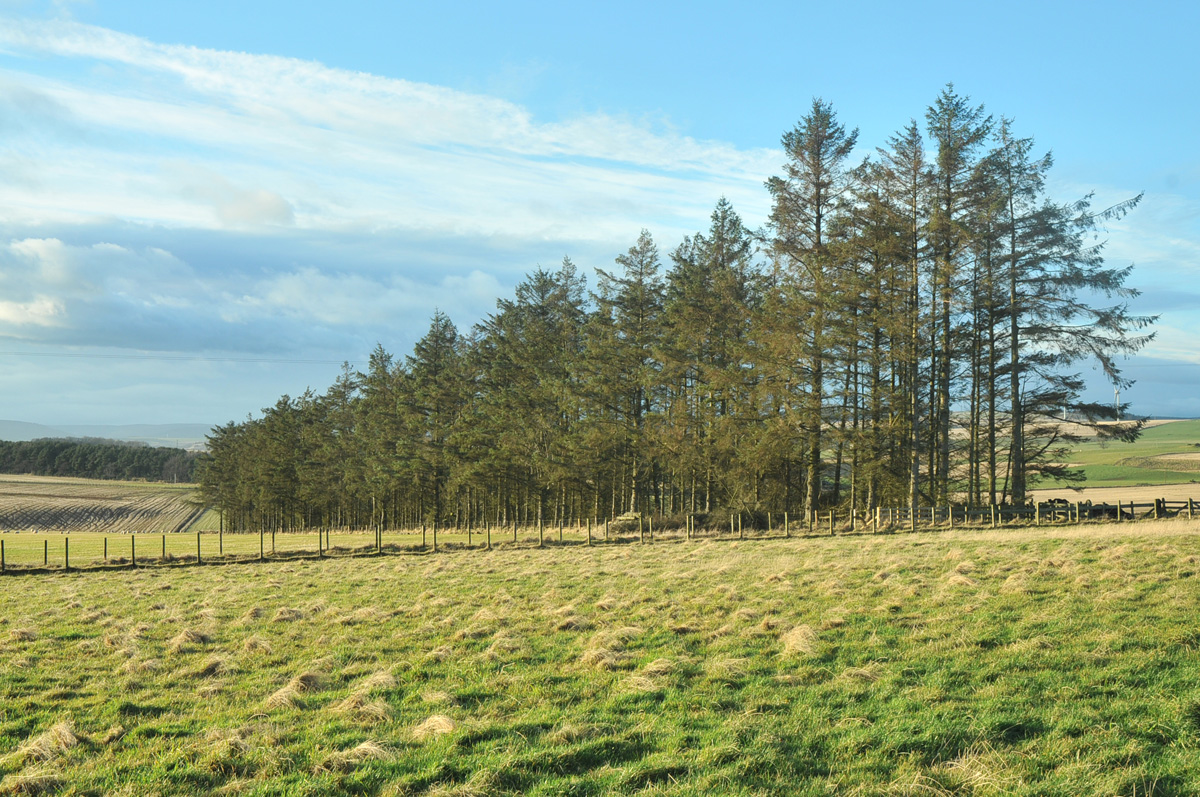 Picture of trees planted in a row to act as a windbreak on a farm. 