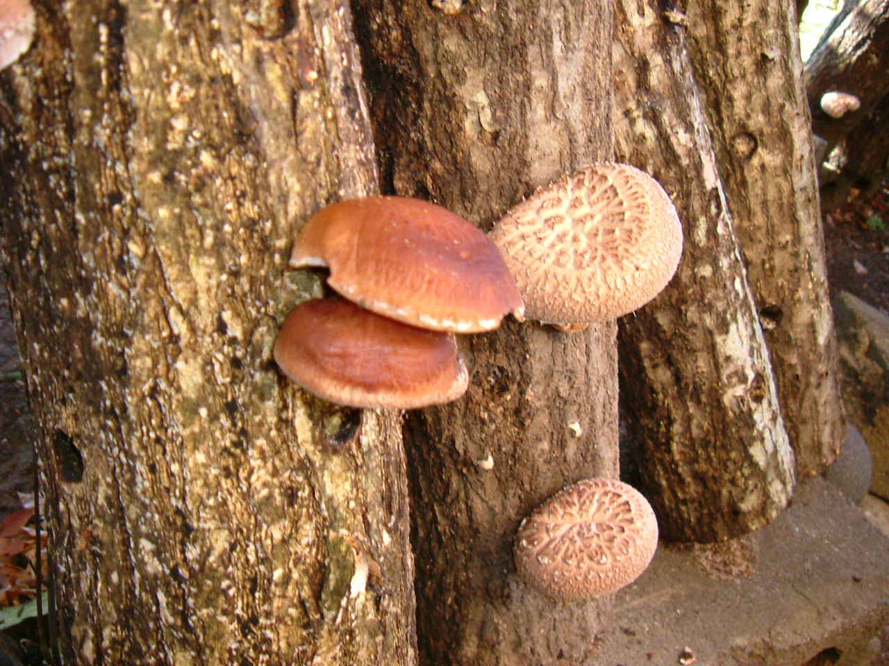 Shiitake mushroom