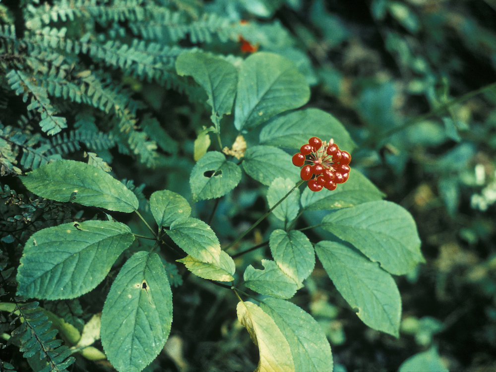 American Ginseng Plant with red Berries