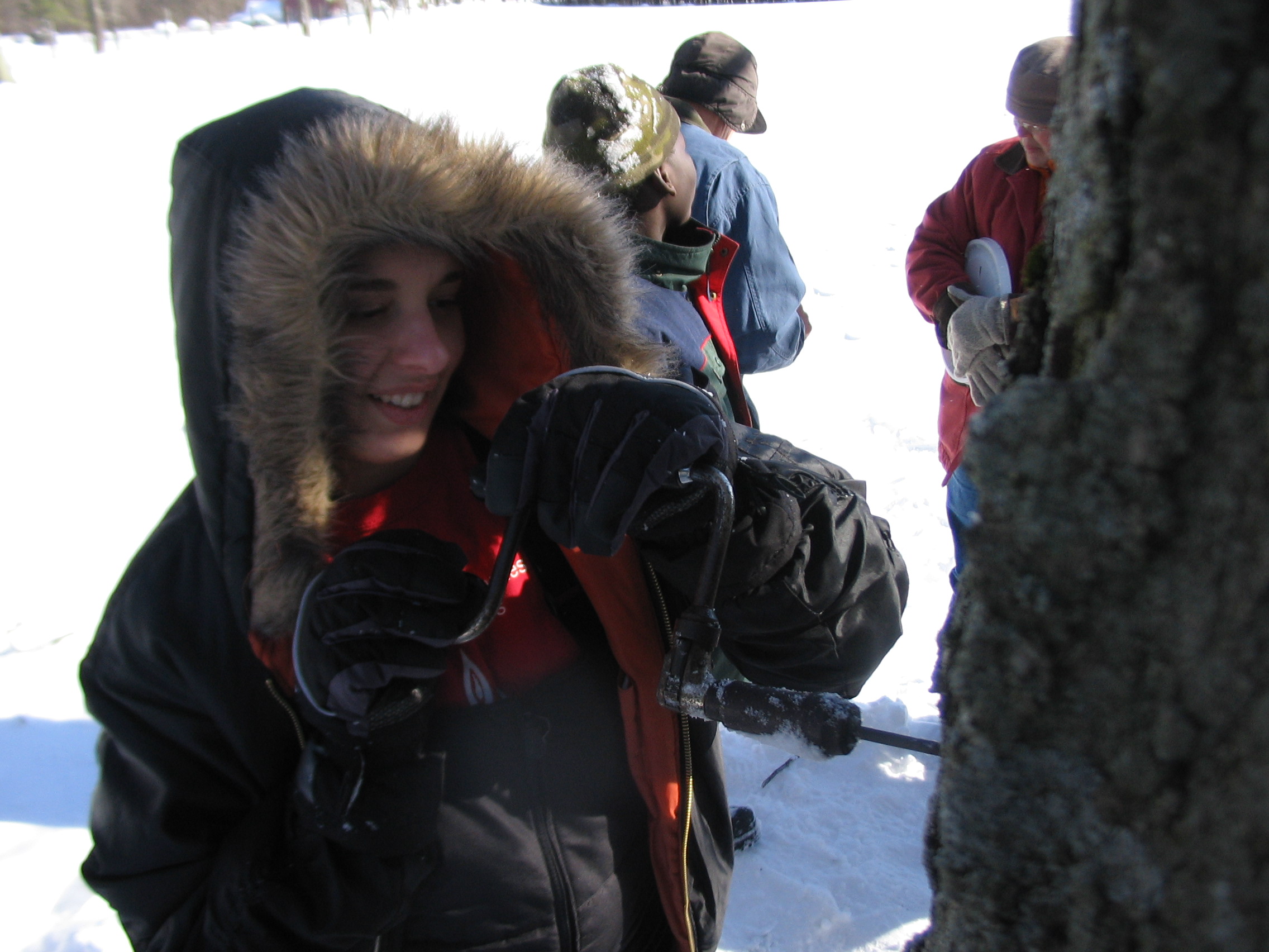 Young woman tappping a maple tree