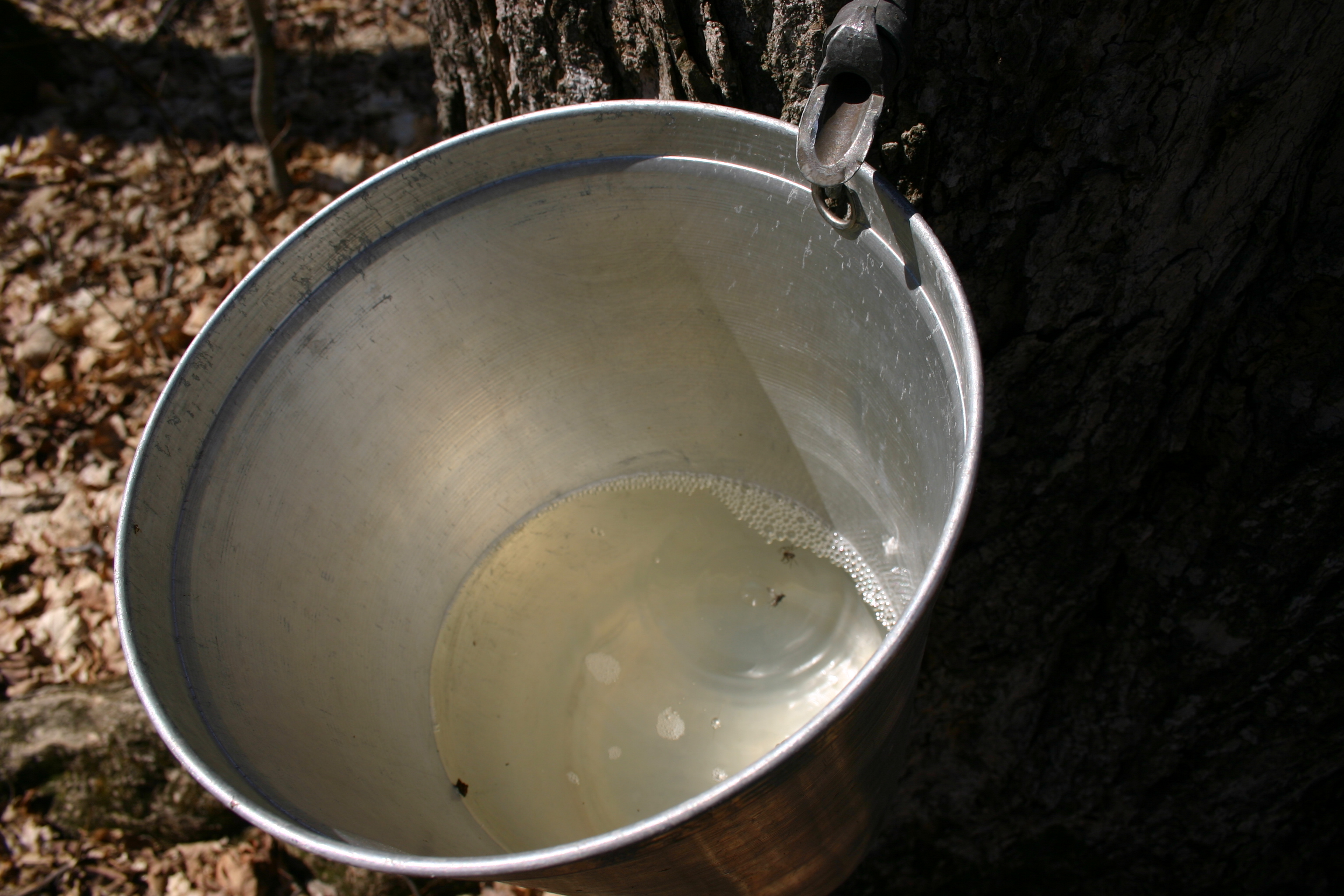 A bucket containgin maple sap.