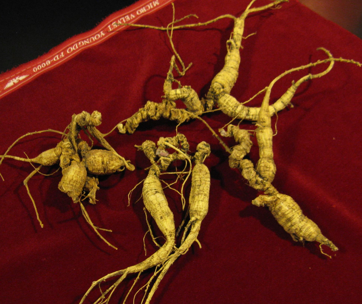 American ginseng roots.