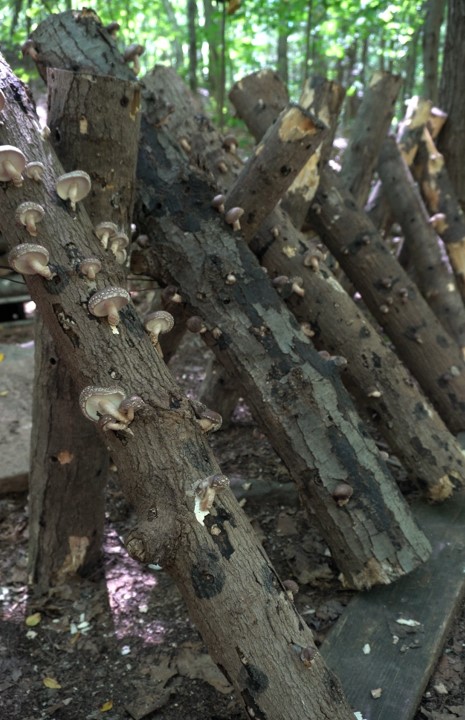 Bolts of wood with shiitake mushrooms grown on them. 